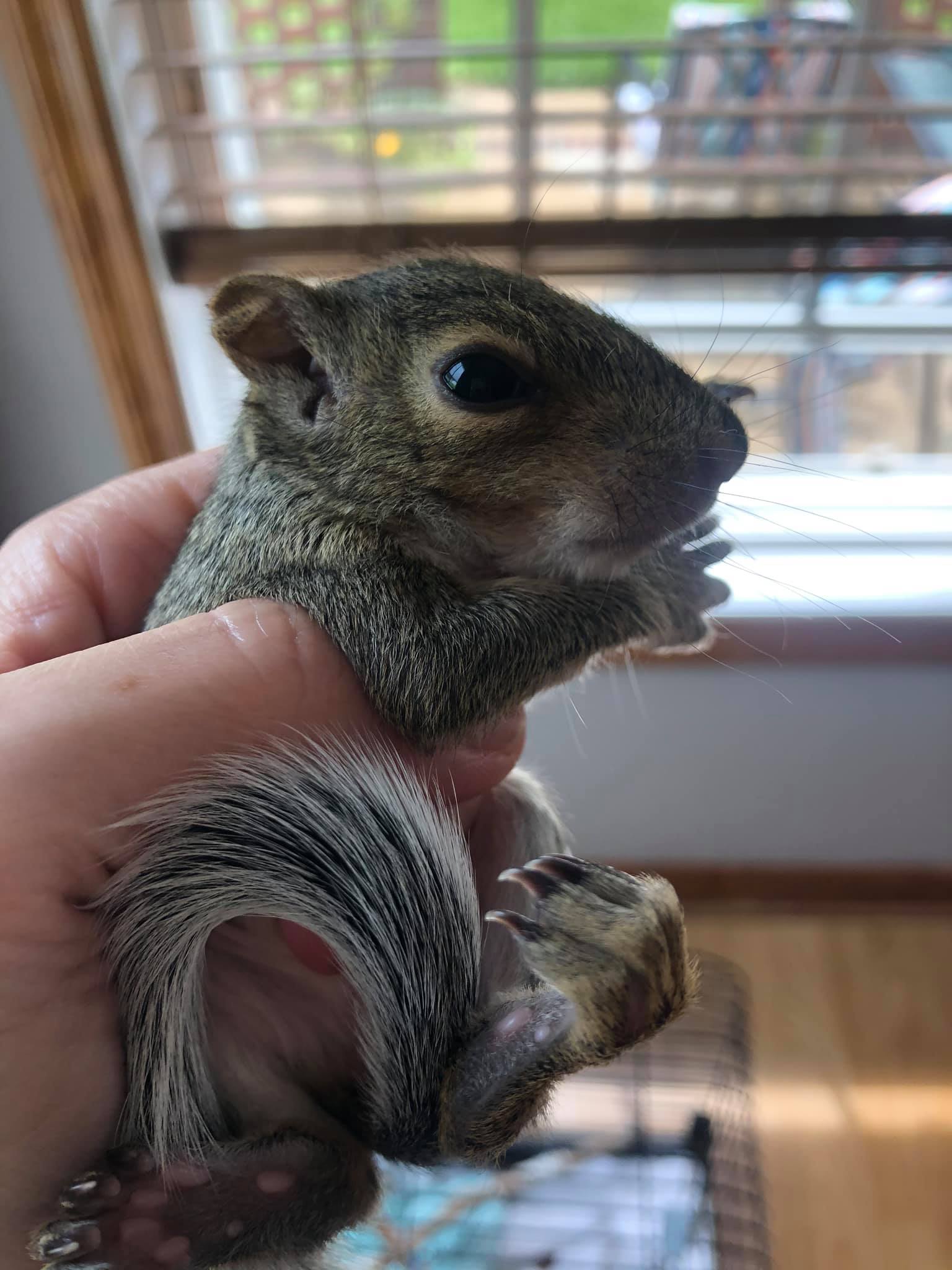 Baby squirrel